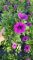 Petunia Lavender Vein, pot 12cm per tray van 8 stuks. 1