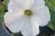 Petunia White Vein, pot 12 cm per tray van 8 stuks. 1