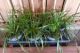 Carex Evergreen, pot 14, per 6 stuks 2