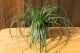 Carex Evergreen, pot 14, per 6 stuks 1