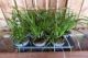 Carex Irish Green, pot 14, per 6 stuks 2
