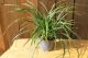 Carex Irish Green, pot 14, per 6 stuks 1