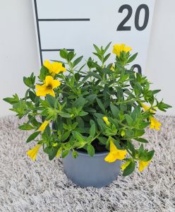 Calibrachoa Yellow, pot 12cm, per tray van 8 stuks.