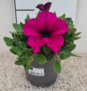 Petunia Mega Purple, pot12cm, per 8 stuks