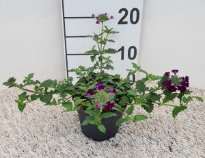 Verbena Purple, Pot 12cm, per 8 stuks