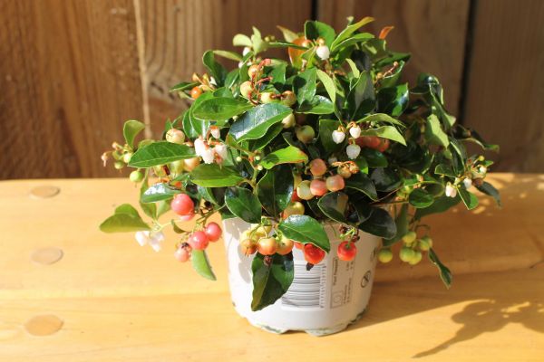 Gaultheria Big Berry, pot 12cm, 8stuks