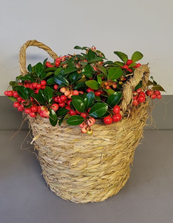 Gaultheria in mand